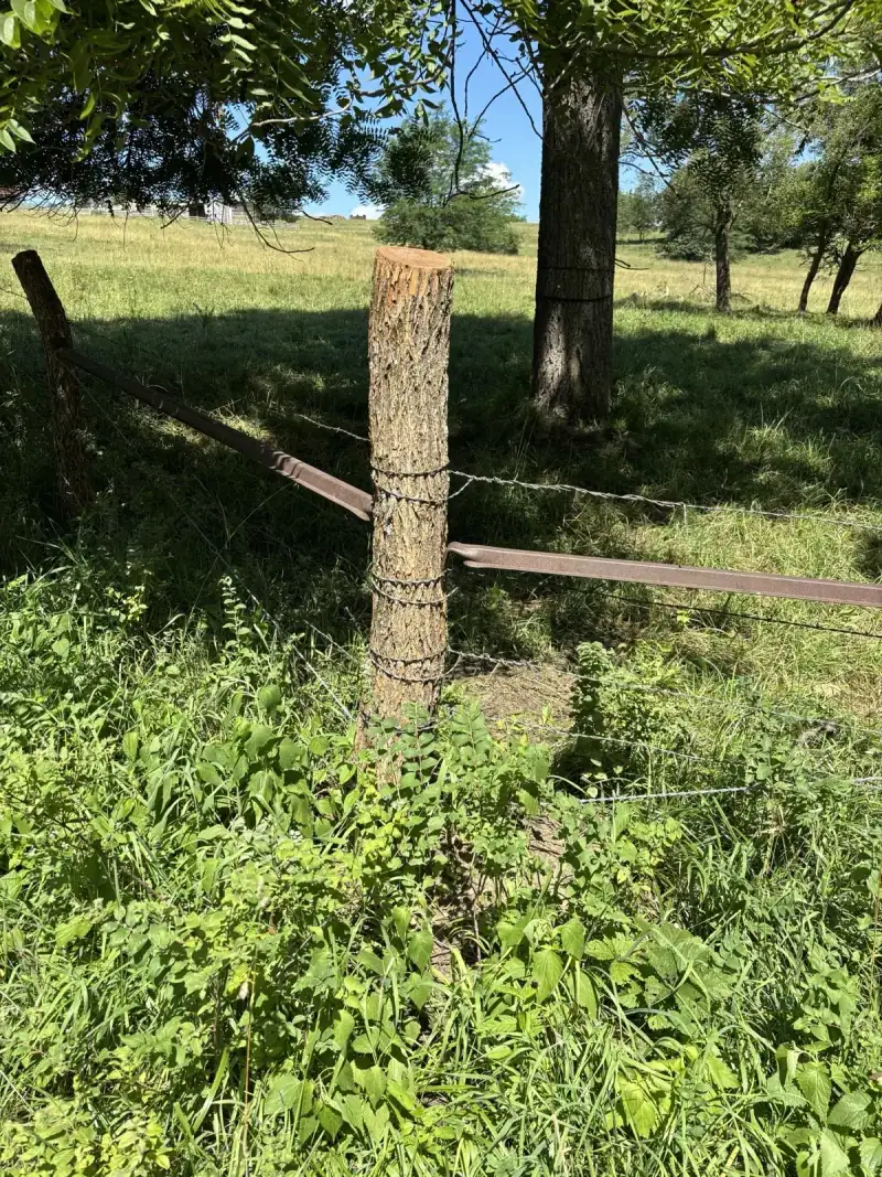Close-up of Southwest Iowa hedge posts in the yard