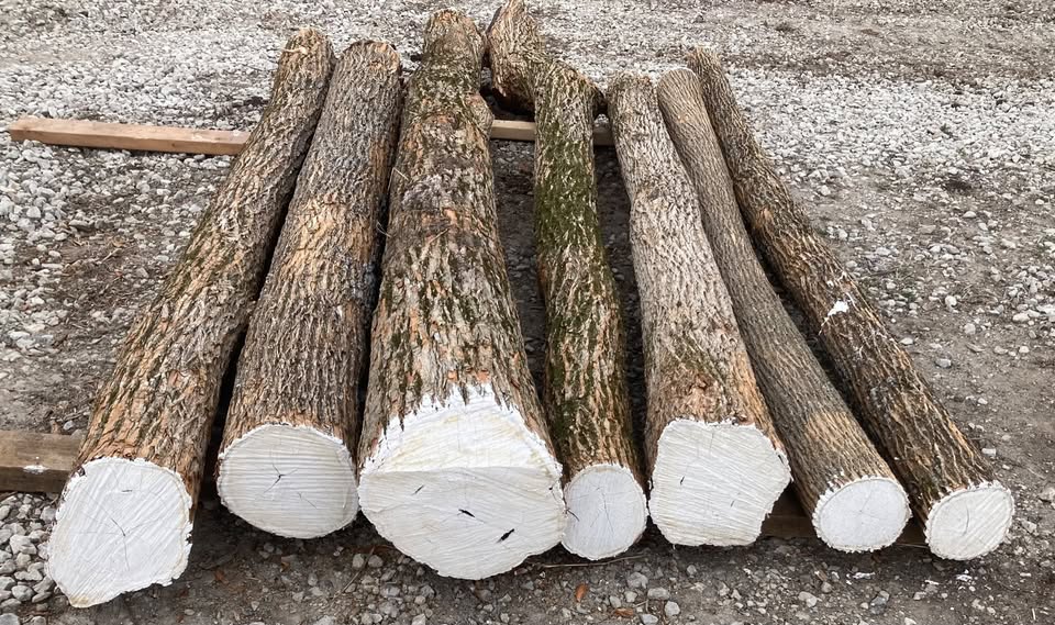 Osage orange hedge bow stave logs