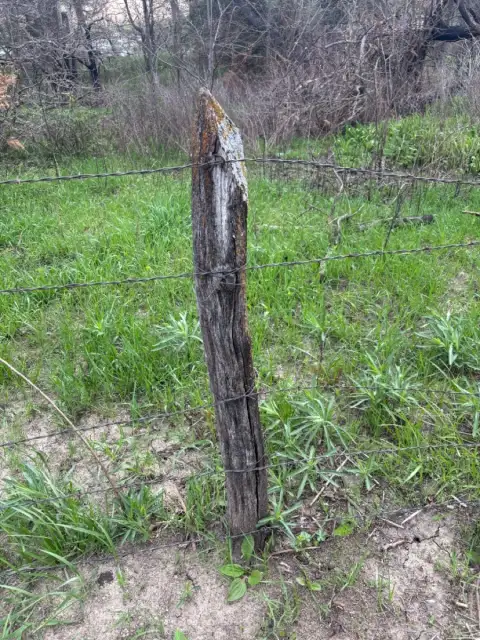 Hedge fence post set in 1962, still standing in a barbed wire fence